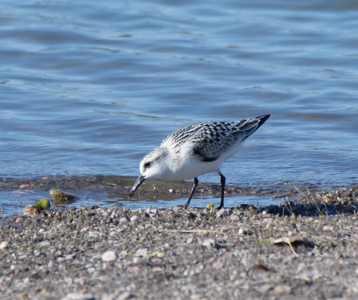 Sanderling - ML69984921