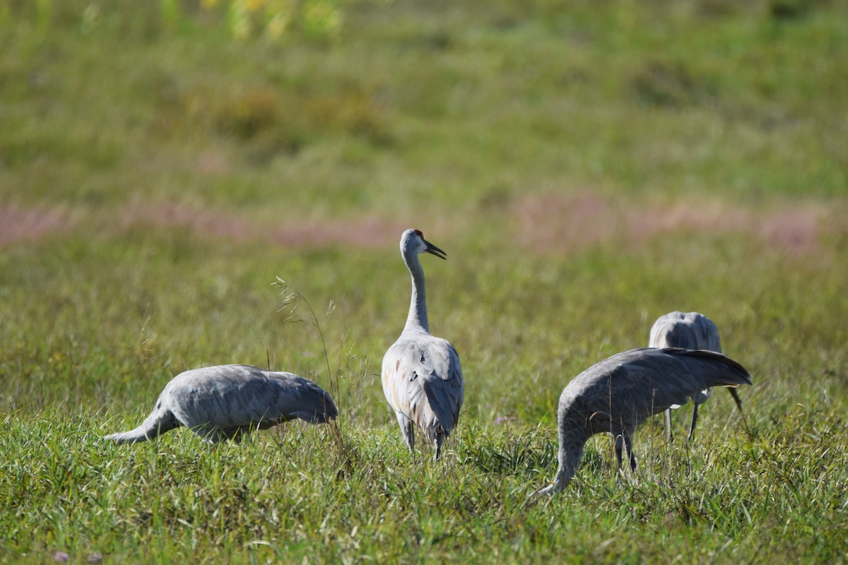 Sandhill Crane - ML69985921