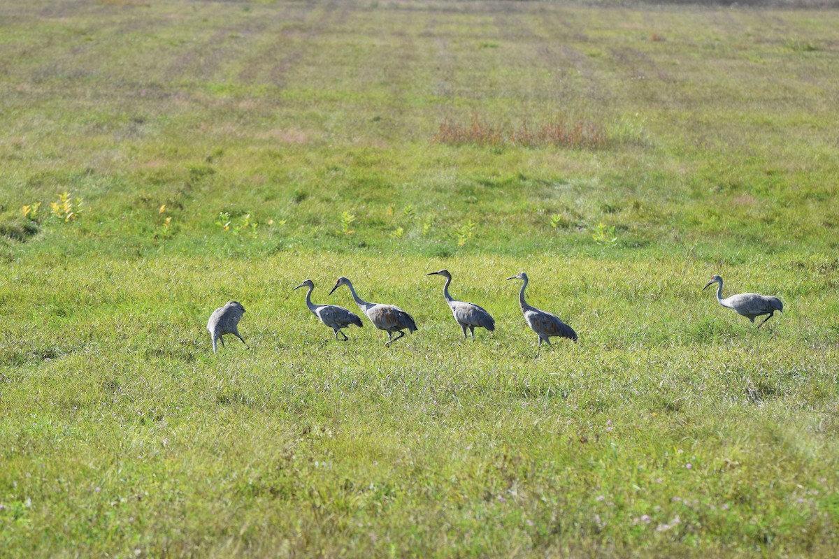 Sandhill Crane - ML69986101