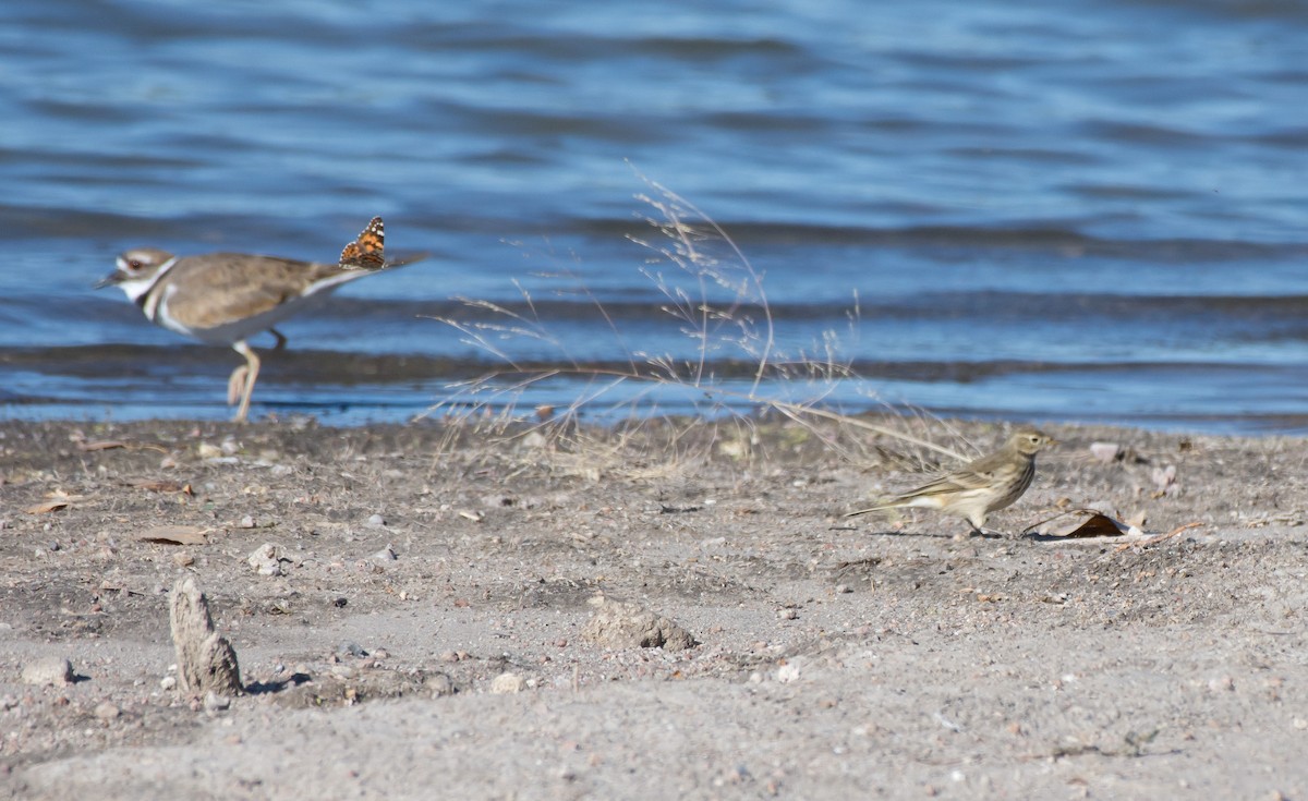 American Pipit - ML69986751