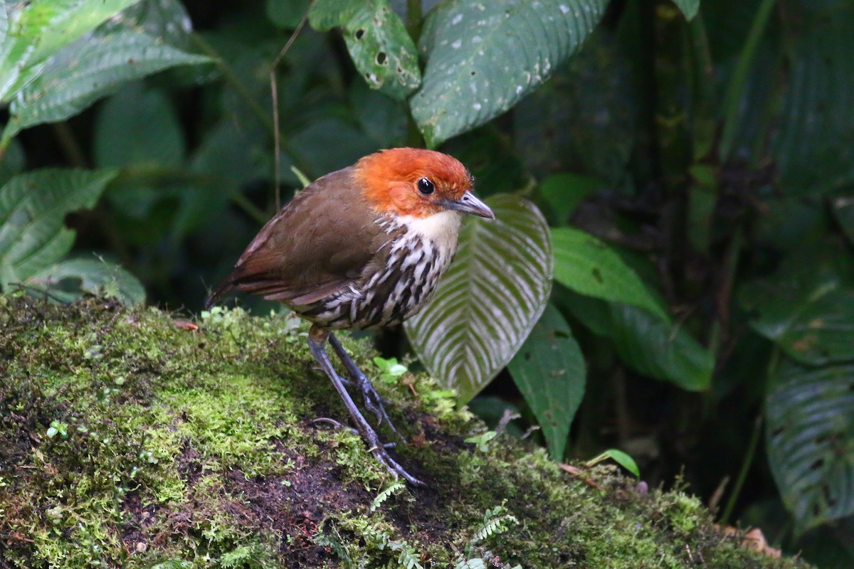 Chestnut-crowned Antpitta - Devin Griffiths