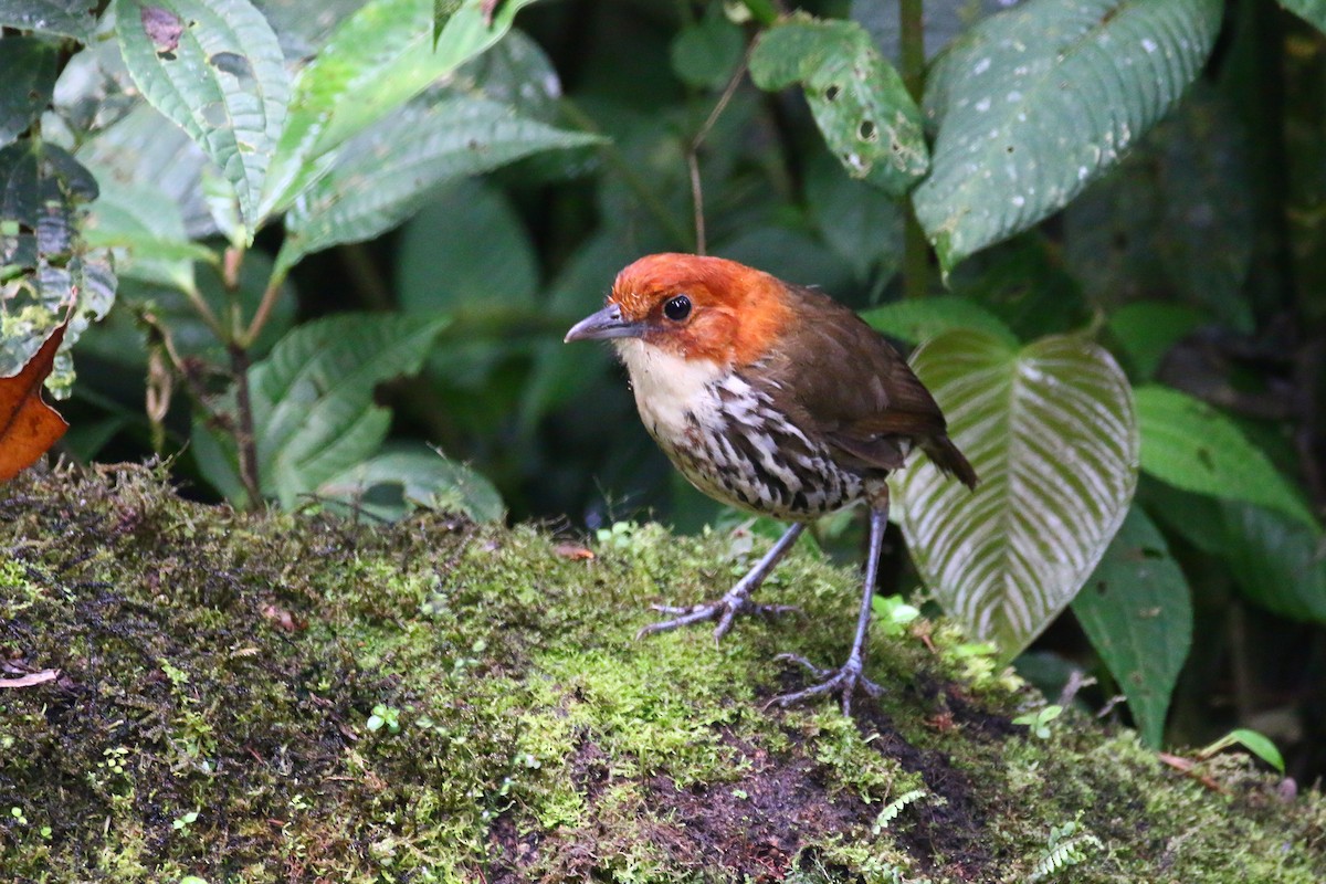 Chestnut-crowned Antpitta - ML69988291