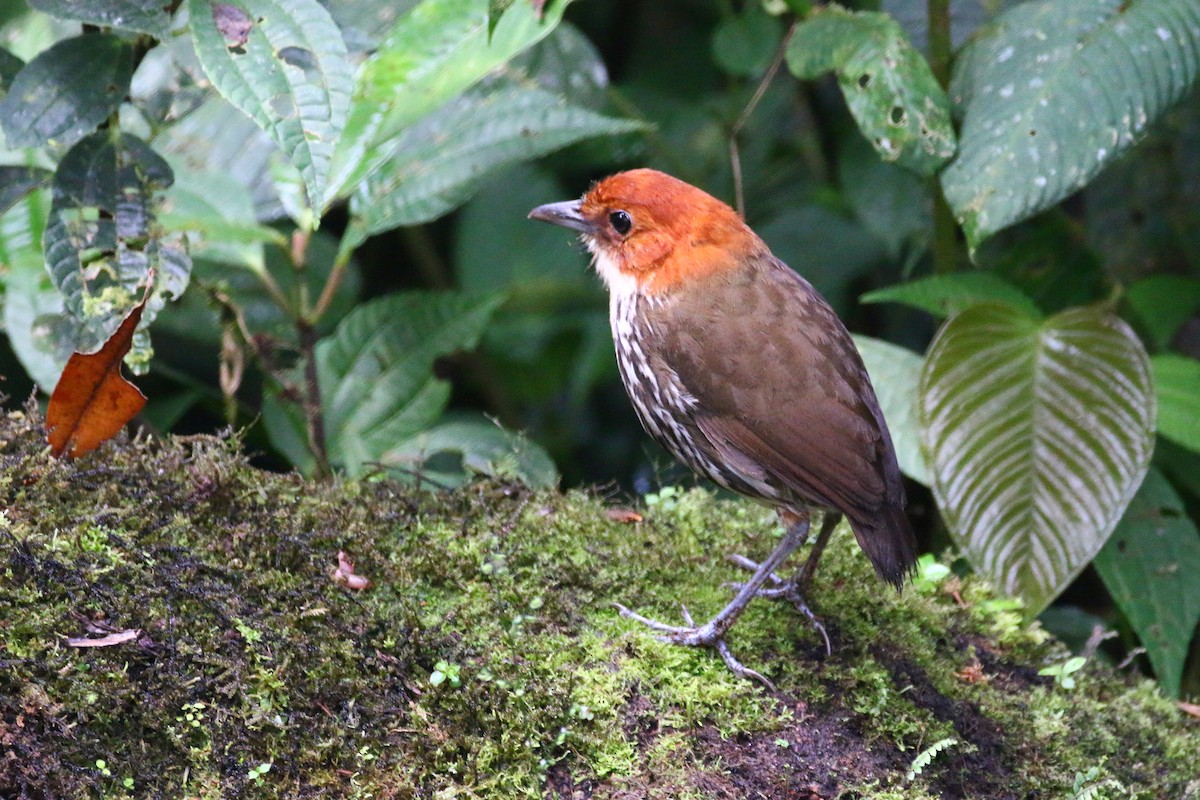 Chestnut-crowned Antpitta - ML69988361