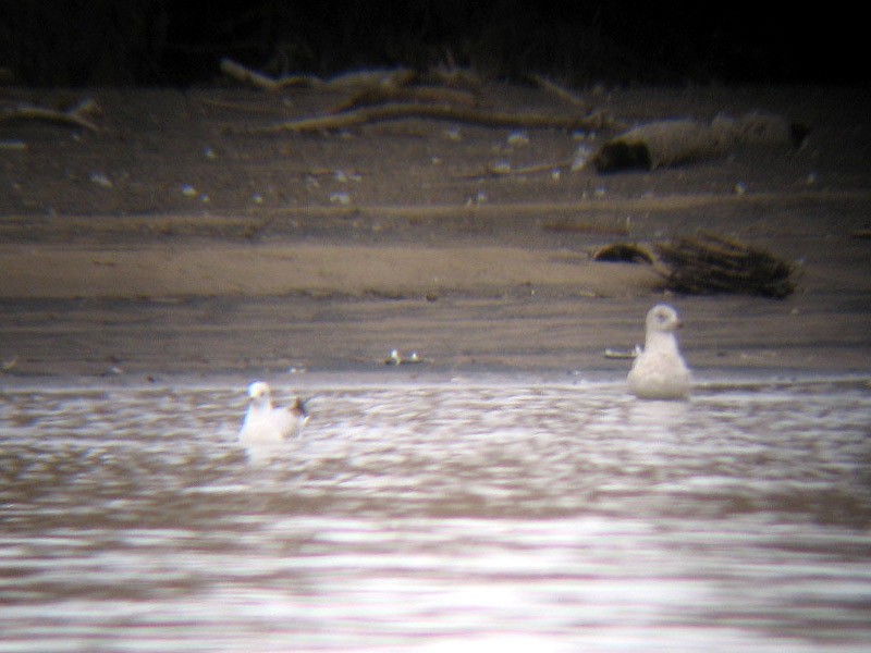 Black-headed Gull - ML69988671