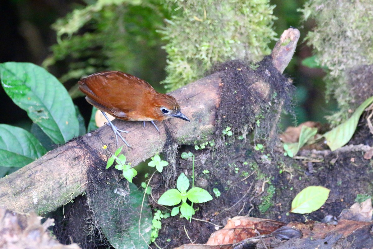 Yellow-breasted Antpitta - ML69988761