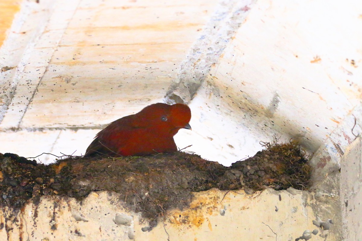 Andean Cock-of-the-rock - ML69989061