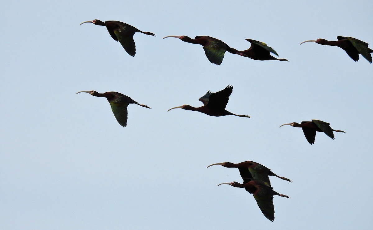 ibis americký - ML69990001