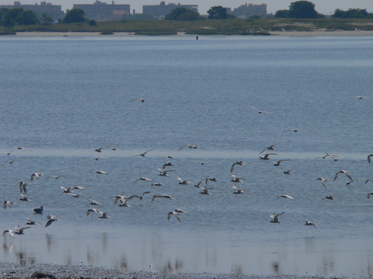 Forster's Tern - ML69990431