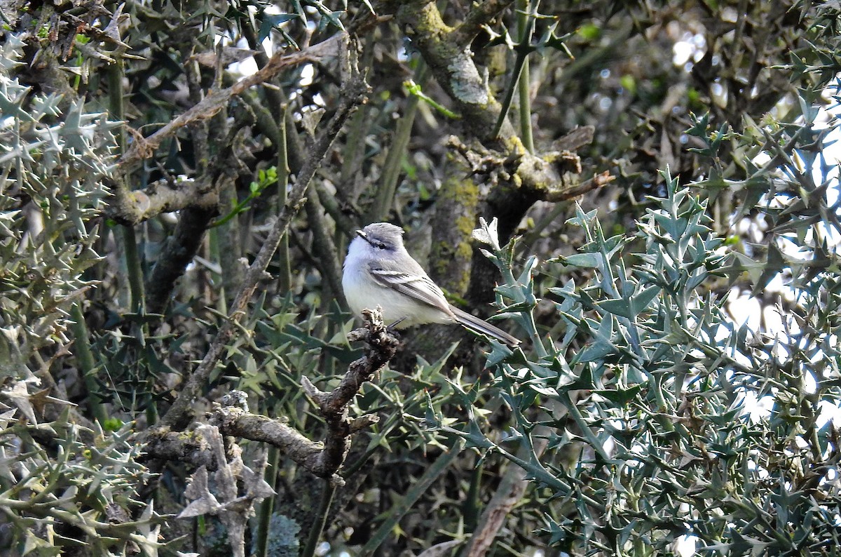 White-crested/Straneck's Tyrannulet - ML69990441