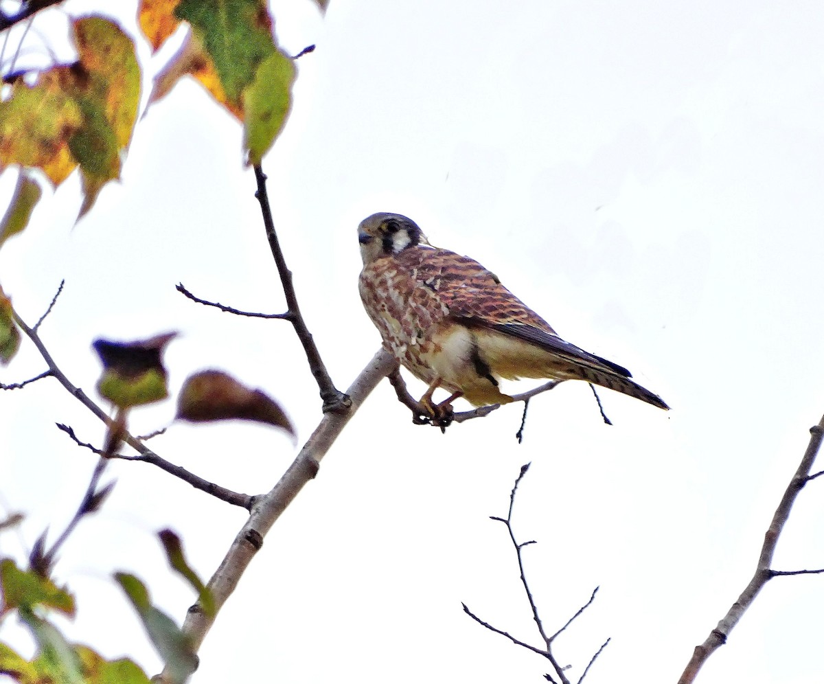 American Kestrel - ML69990841