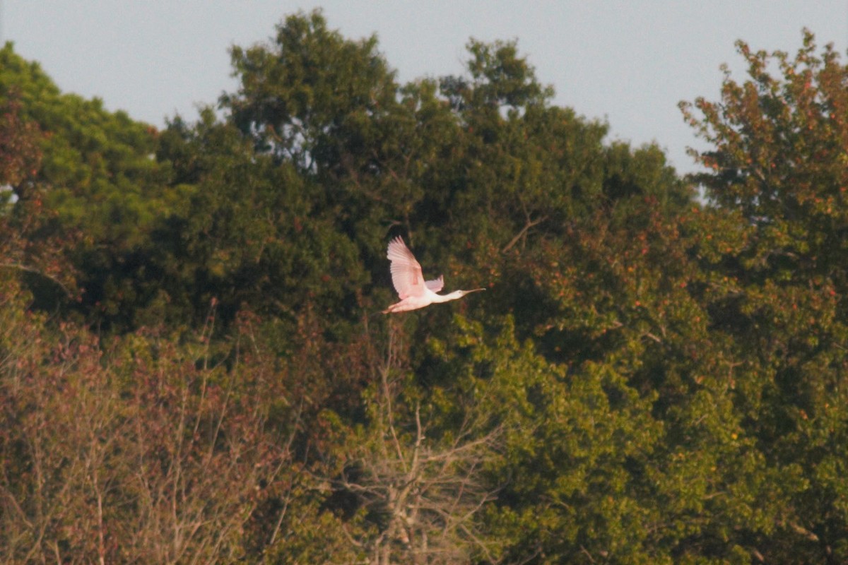 Roseate Spoonbill - Steven Rodan