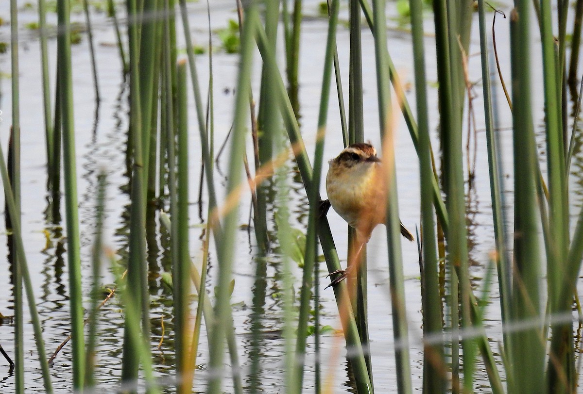 Wren-like Rushbird - Pablo Alejandro Pla