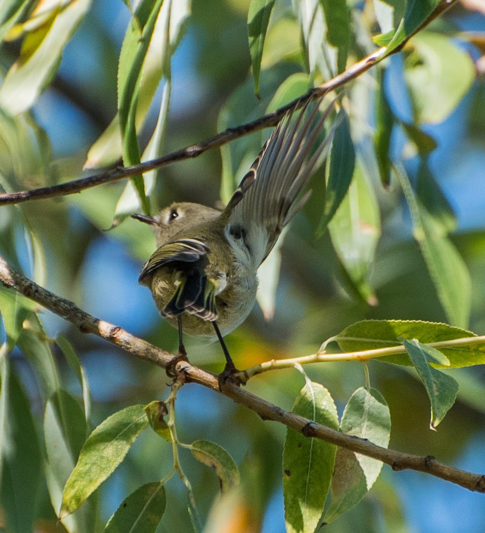 Ruby-crowned Kinglet - Libby Burtner