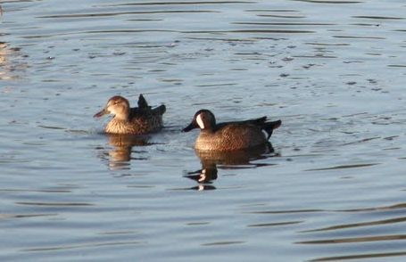 Blue-winged Teal - ML69993081