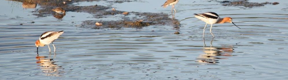 Avocette d'Amérique - ML69993181