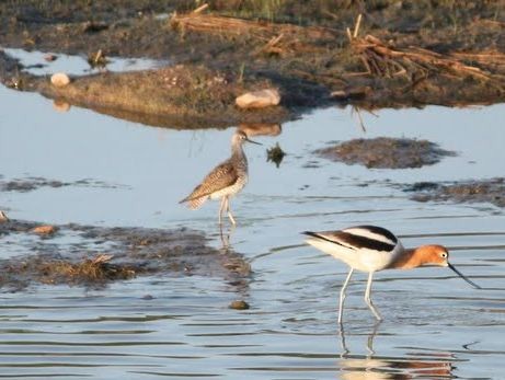 Lesser Yellowlegs - ML69993271