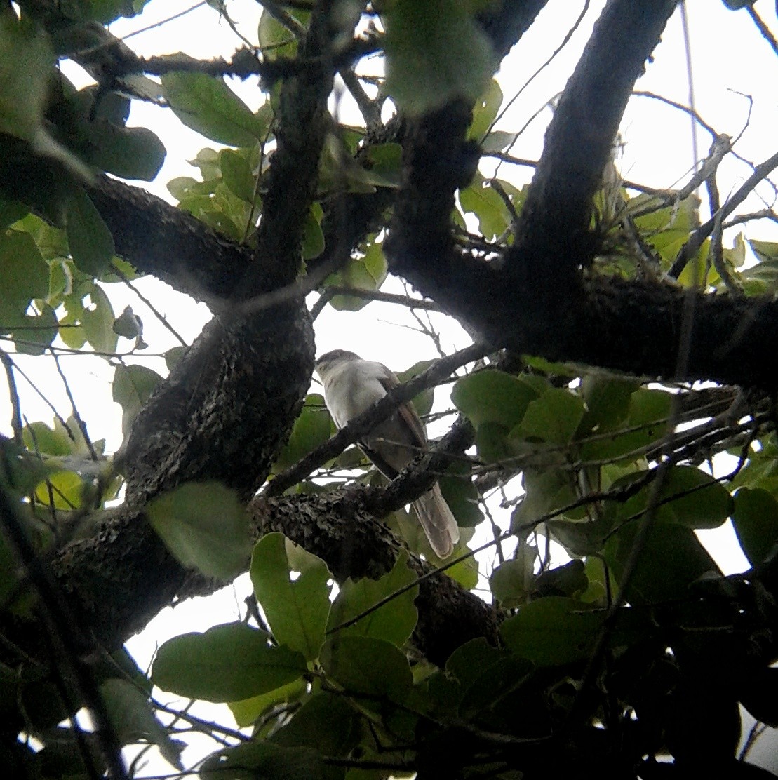 Black-billed Cuckoo - ML69993461