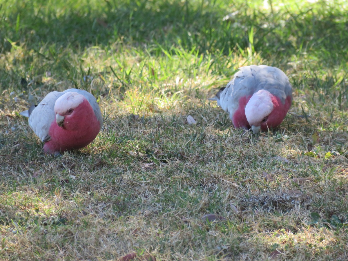 Galah - Alan Coates