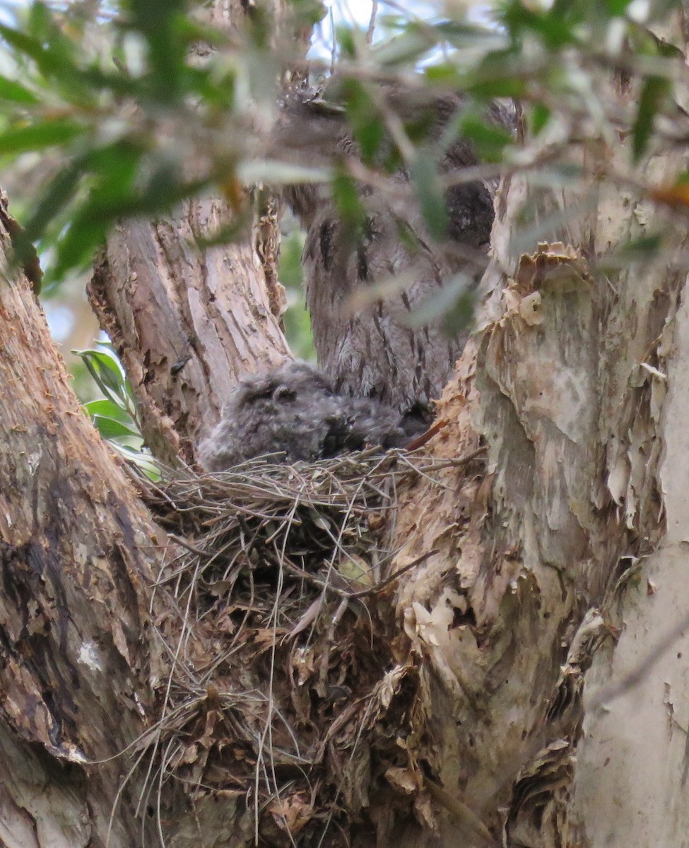 Tawny Frogmouth - ML69993961