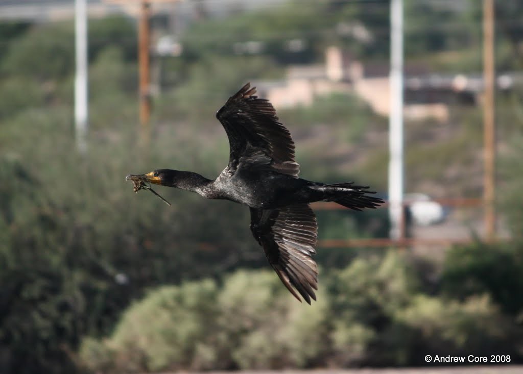 Cormoran à aigrettes - ML69994021