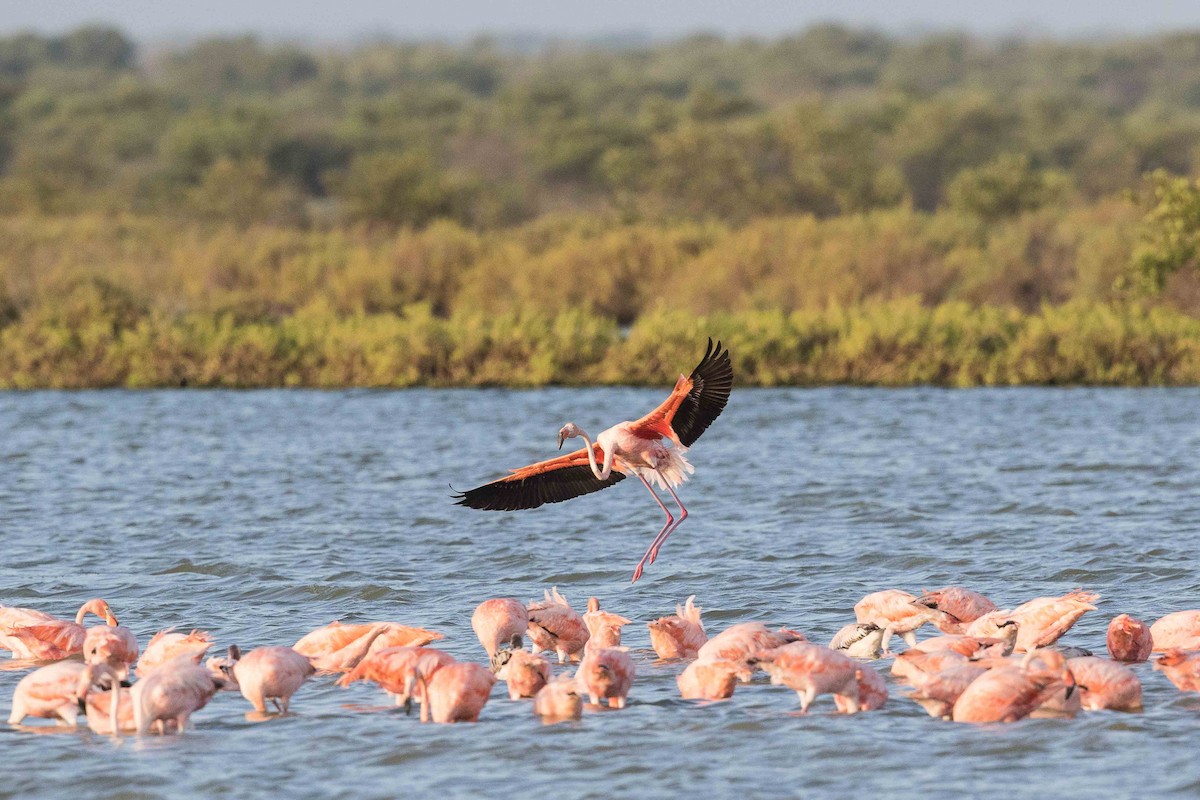 Flamant des Caraïbes - ML69994831