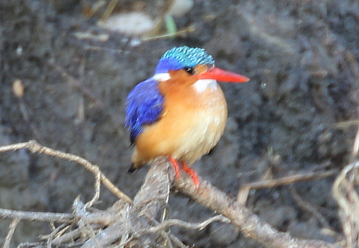 Malachite Kingfisher - ML69995021