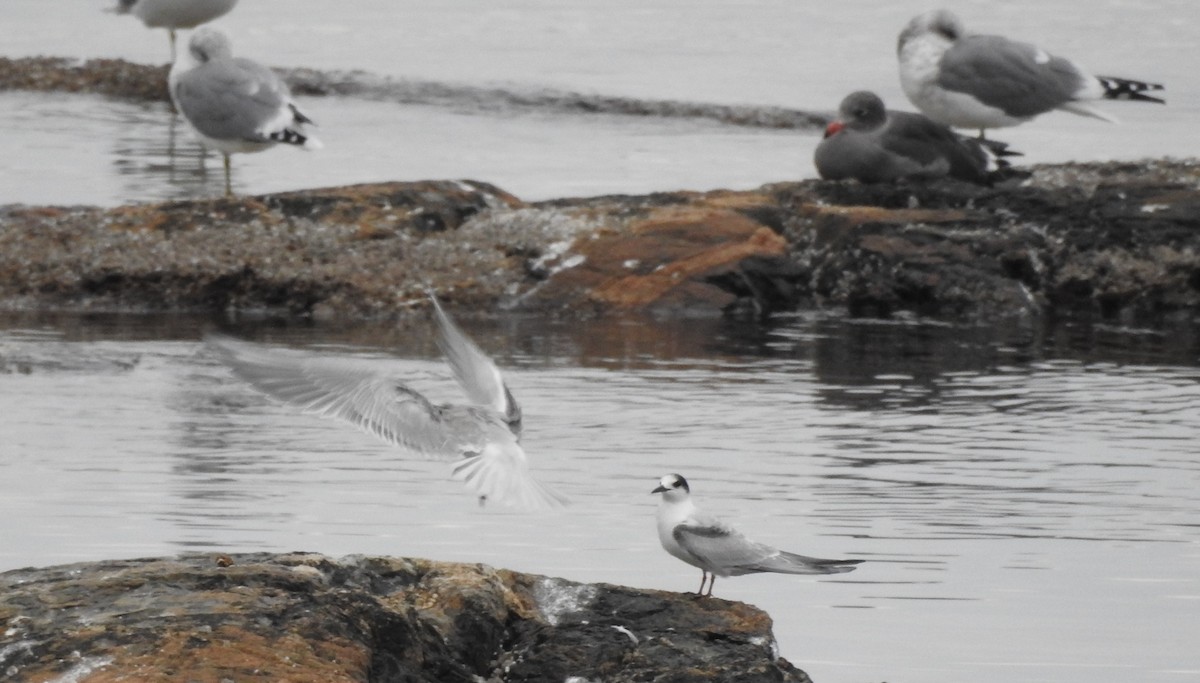 Heermann's Gull - ML69995921