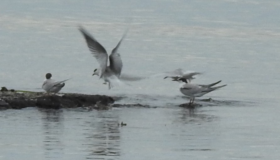 Common Tern - ML69996201