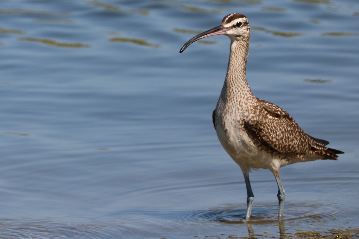 Whimbrel (Hudsonian) - ML69996241