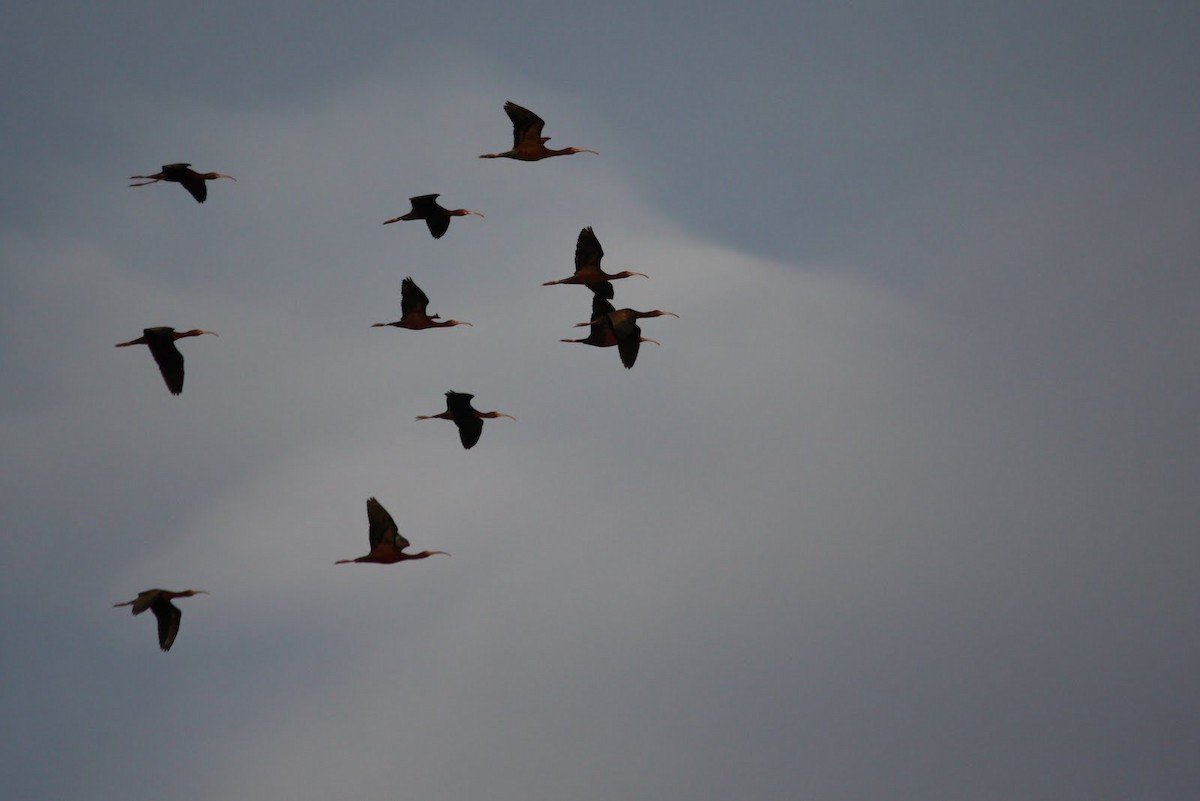 White-faced Ibis - ML69997651