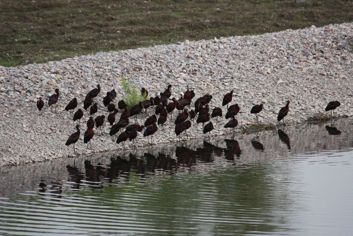 White-faced Ibis - ML69997661