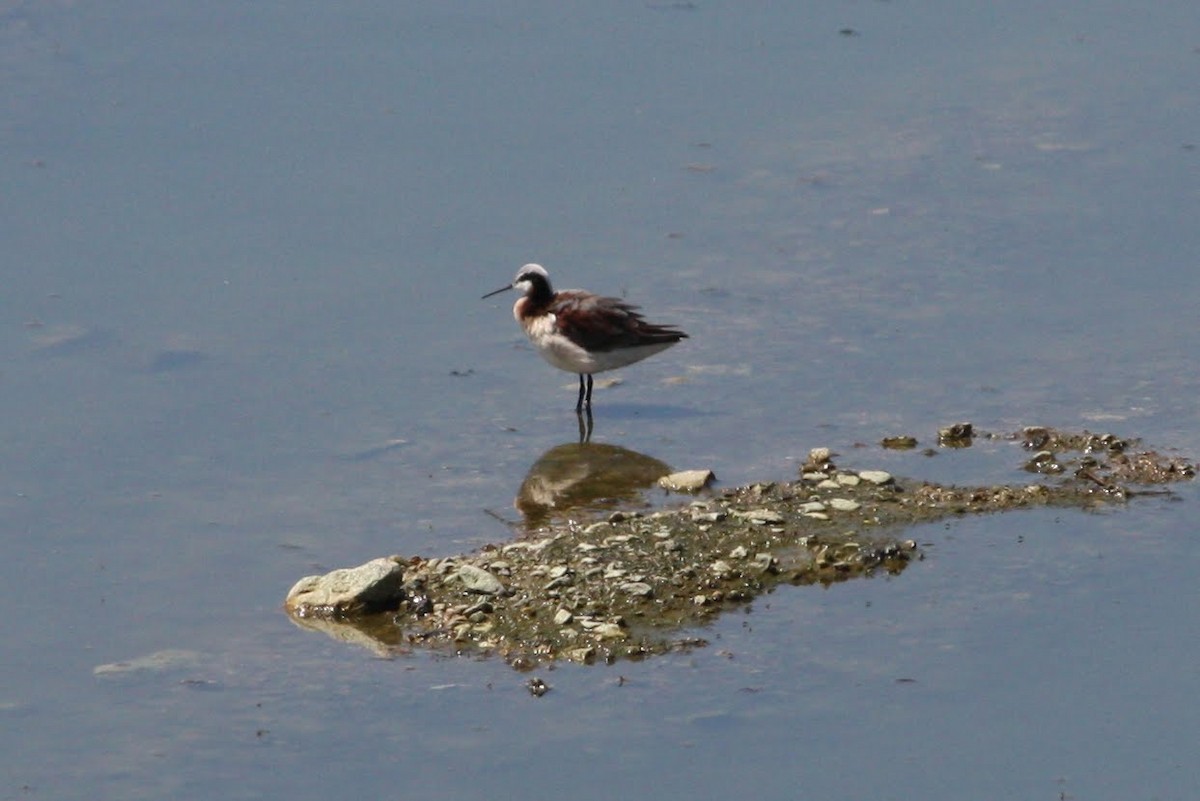 hvithalesvømmesnipe - ML69997861