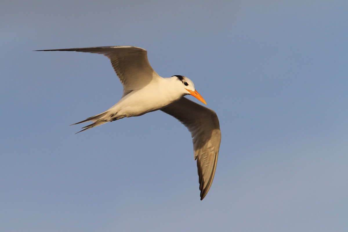 Royal Tern - ML69999571