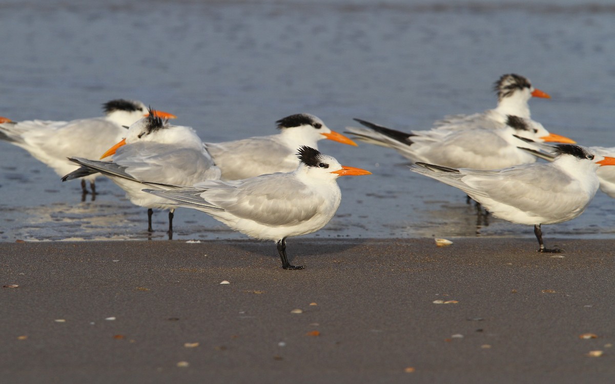 Royal Tern - ML69999631