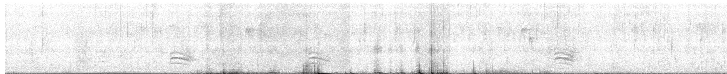 Sittelle à poitrine blanche (aculeata/alexandrae) - ML69999941