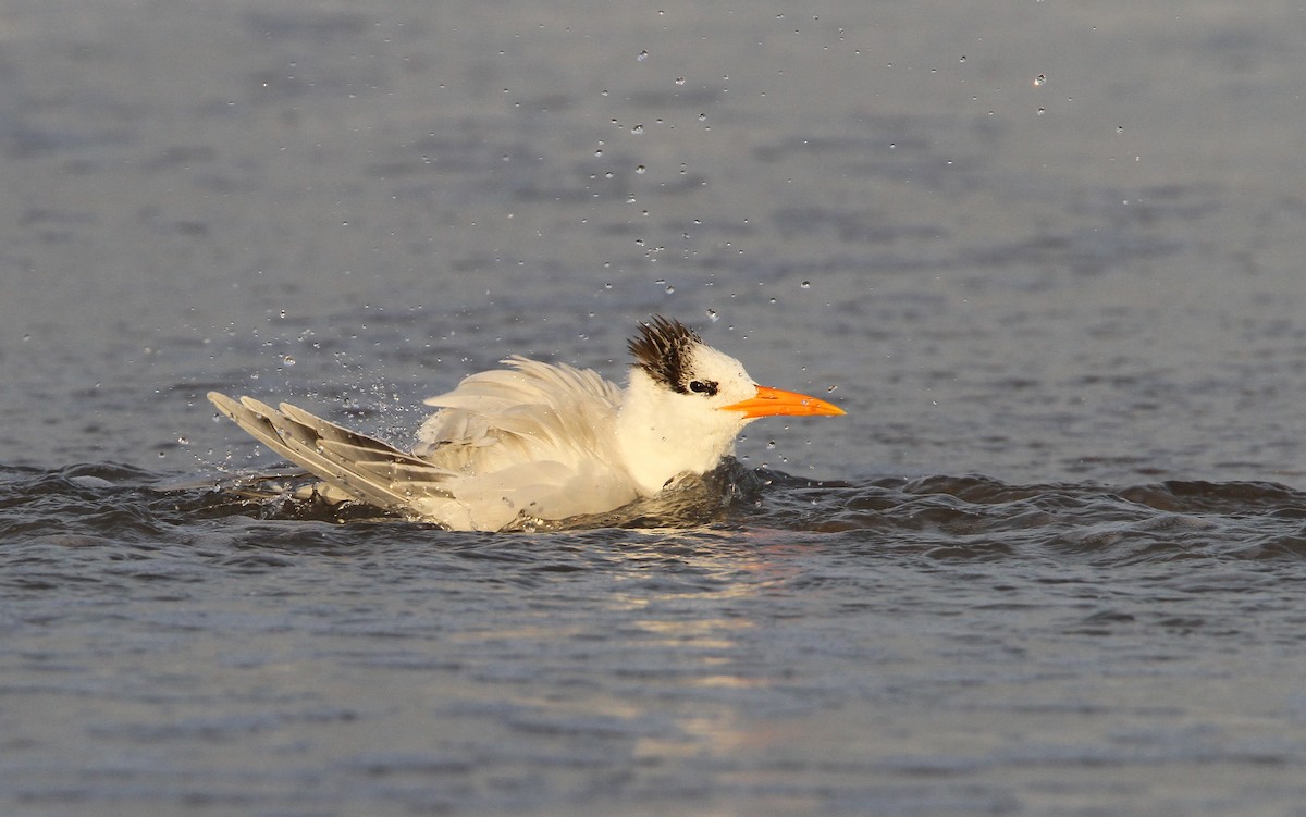 Royal Tern - ML70000041