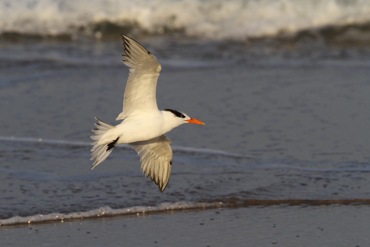 Royal Tern - Christoph Moning