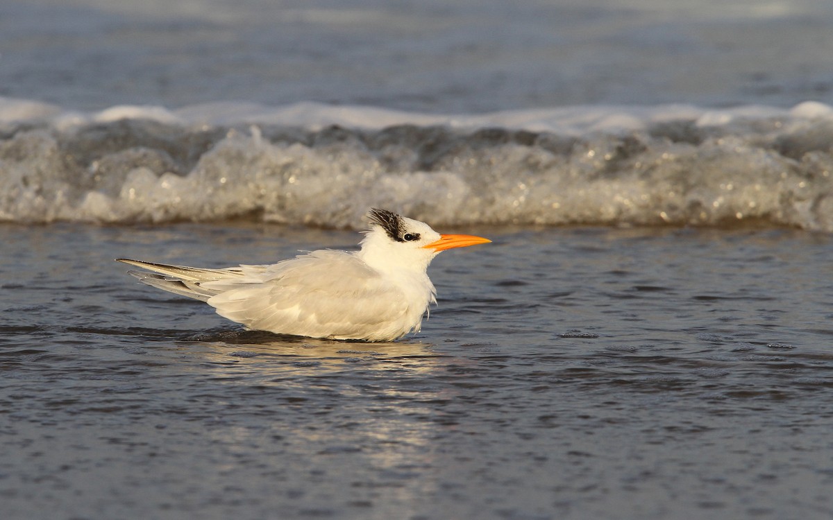 Royal Tern - ML70000131