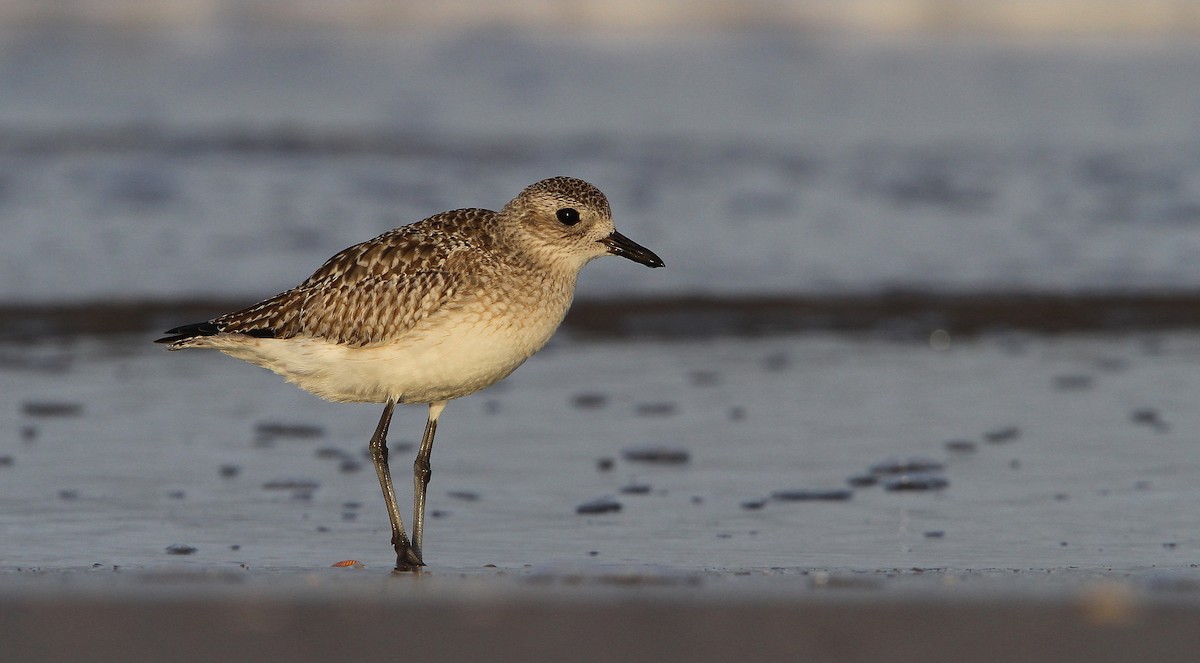 Black-bellied Plover - ML70000351