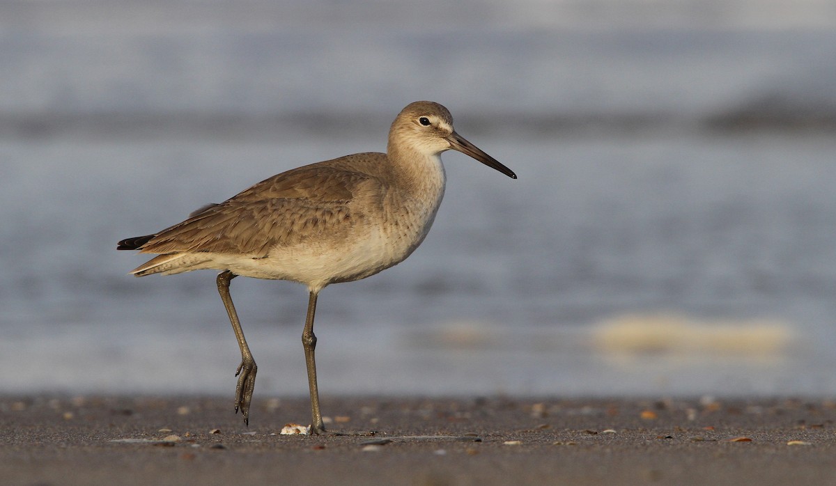 vodouš břehoušovitý (ssp. inornata) - ML70000581