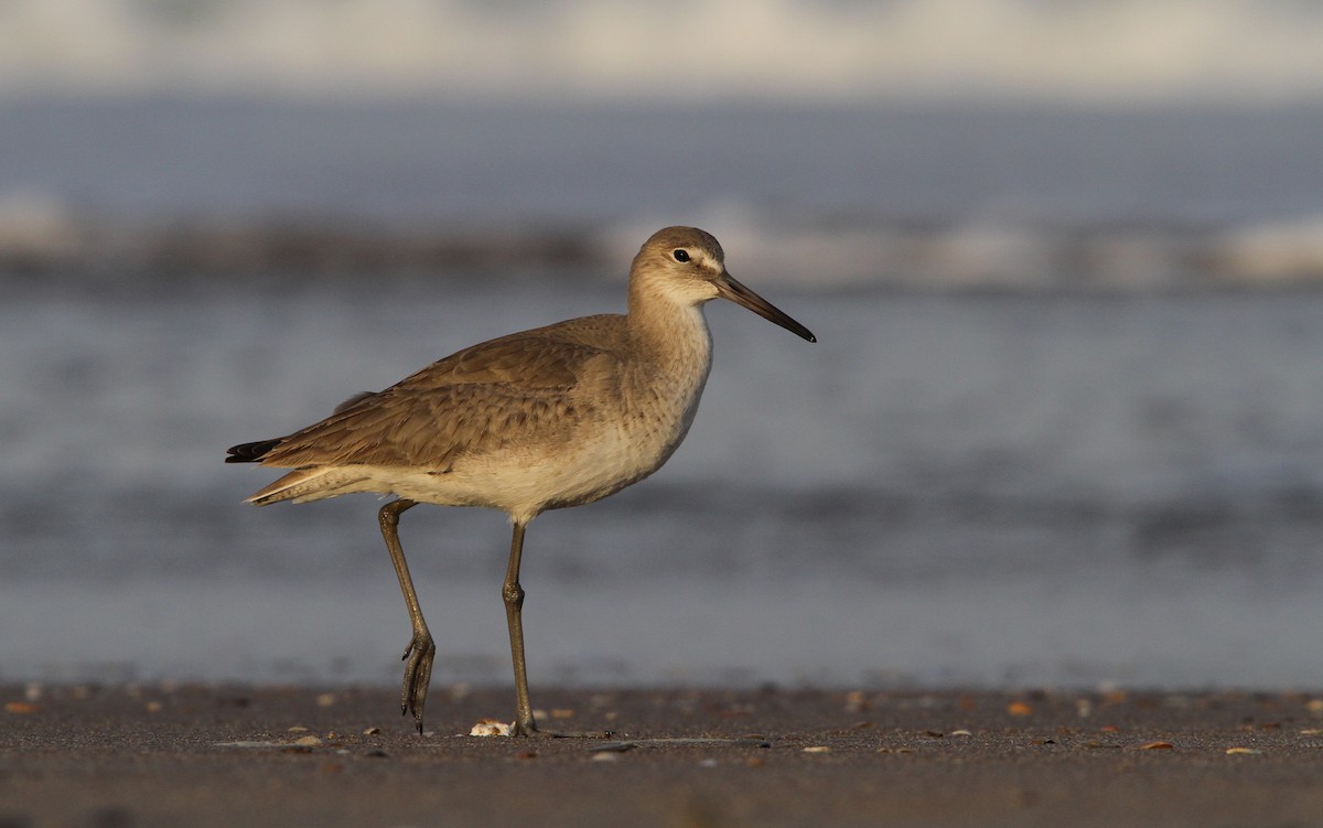 willetsnipe (inornata) - ML70000601