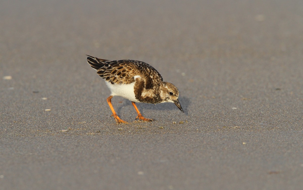 Ruddy Turnstone - ML70000781