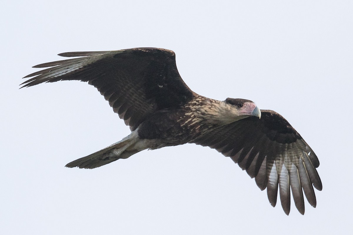 Caracara huppé (cheriway) - ML70001181