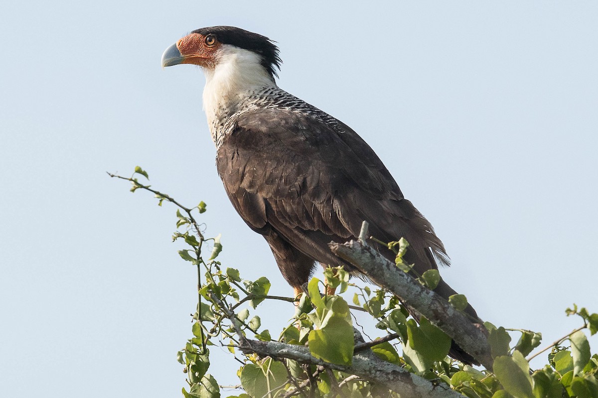 Caracara huppé (cheriway) - ML70001341