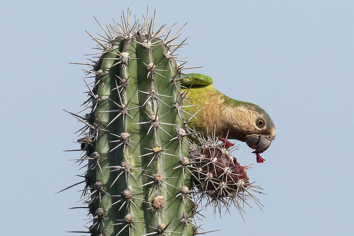 Brown-throated Parakeet - Eric VanderWerf