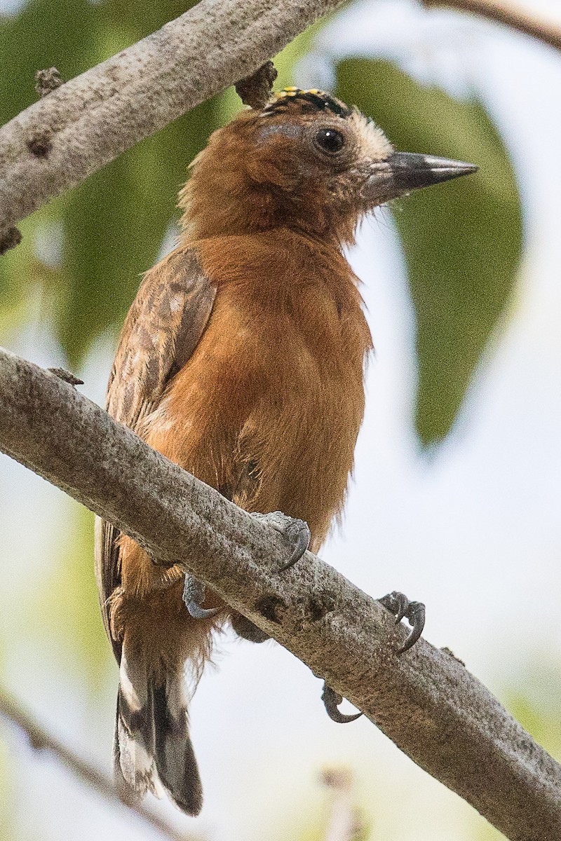 Chestnut Piculet - ML70001671