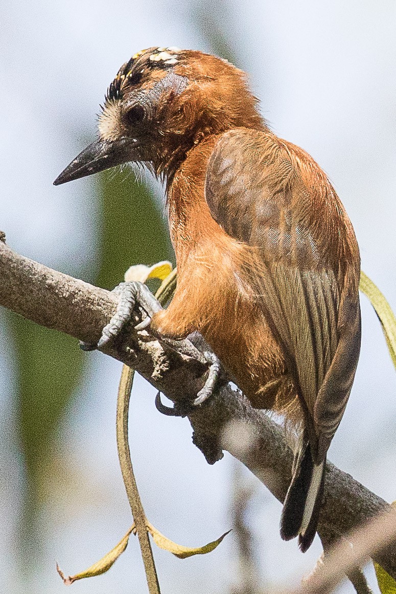 Chestnut Piculet - ML70001681