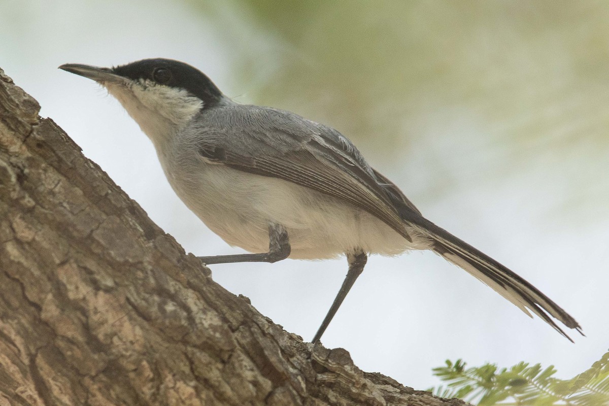 Tropical Gnatcatcher - ML70001811