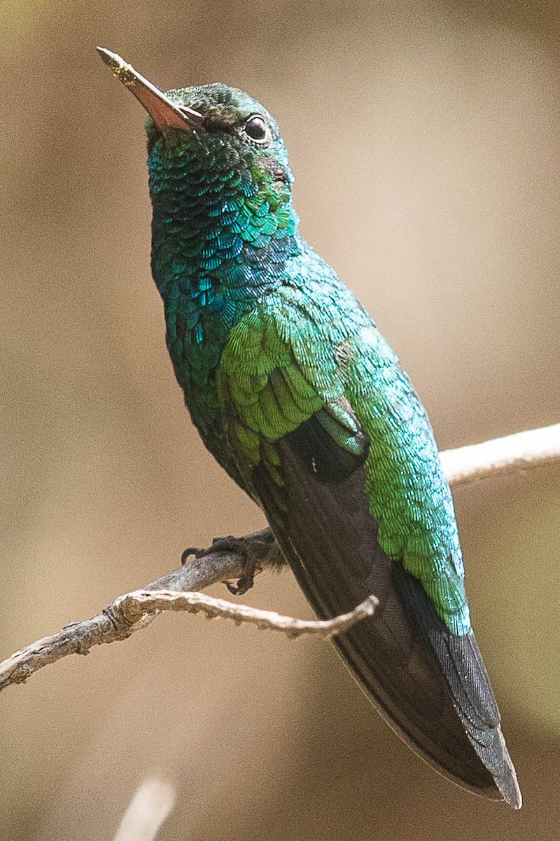 Red-billed Emerald - ML70001911