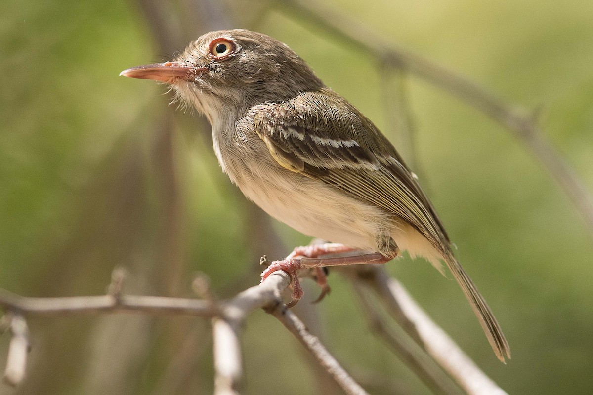 Pearly-vented Tody-Tyrant - ML70002001